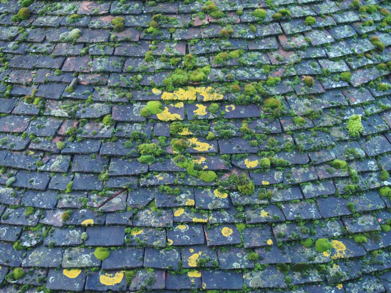 Roof Algae Removal