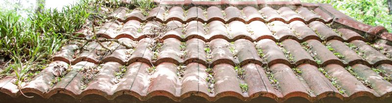 Roof Mildew Removal